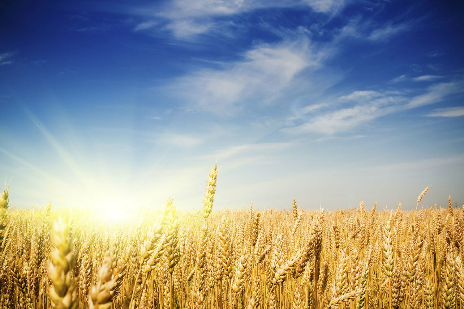 как колосится рожь. предложение со словом колосья для 2 класса. зеленые просторы орехово. пшеница составить предложение. колос фото.