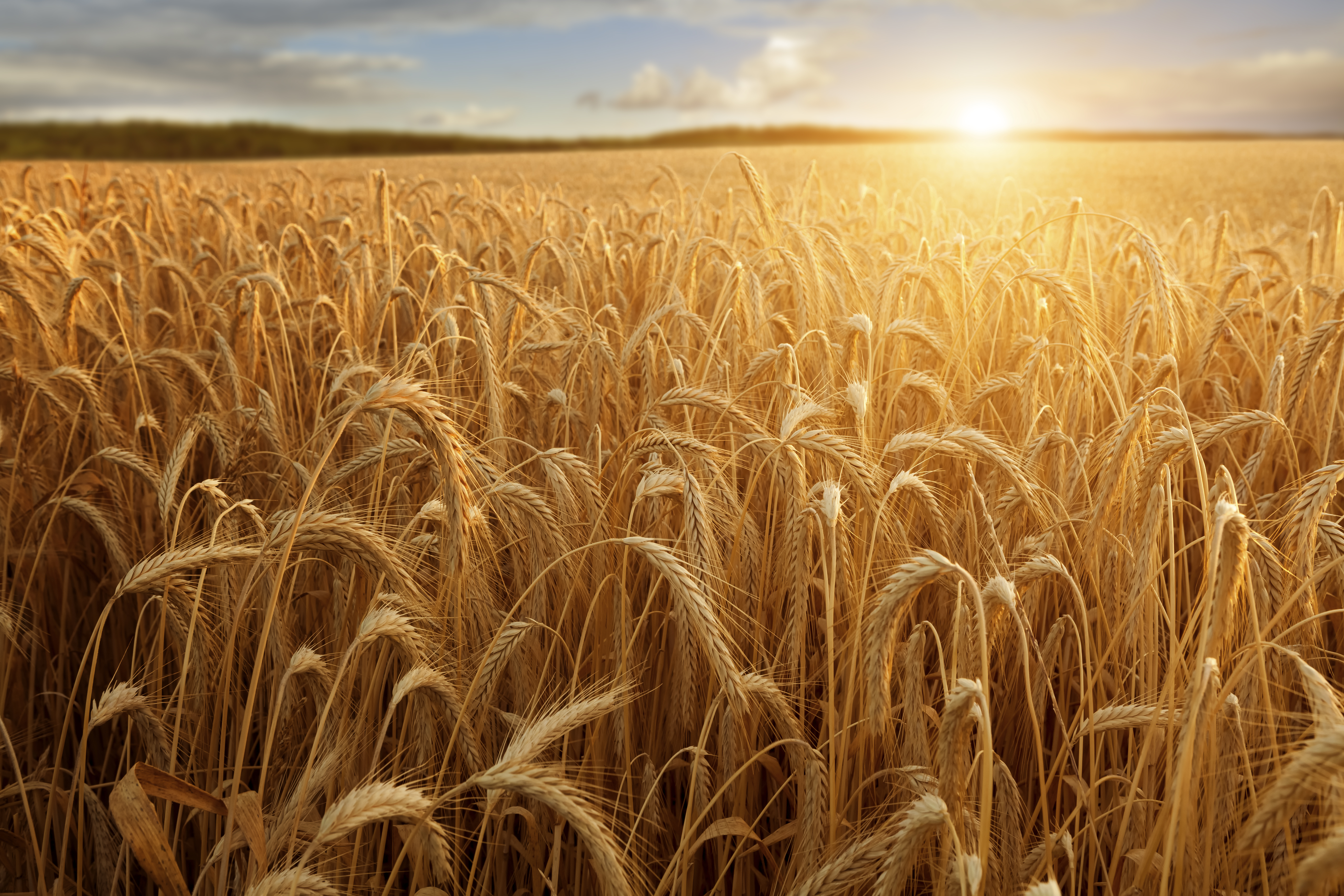 Пшеничный фон. Поле пшеницы. Поле с колосками. Ржаное поле. Хлебное поле.