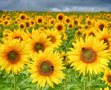 Sunflower seed crop in Kazakhstan under threat due to drought