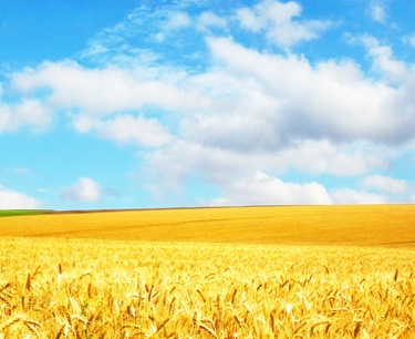Prices for Russian wheat have reached a year low due to reduced demand on the global market.