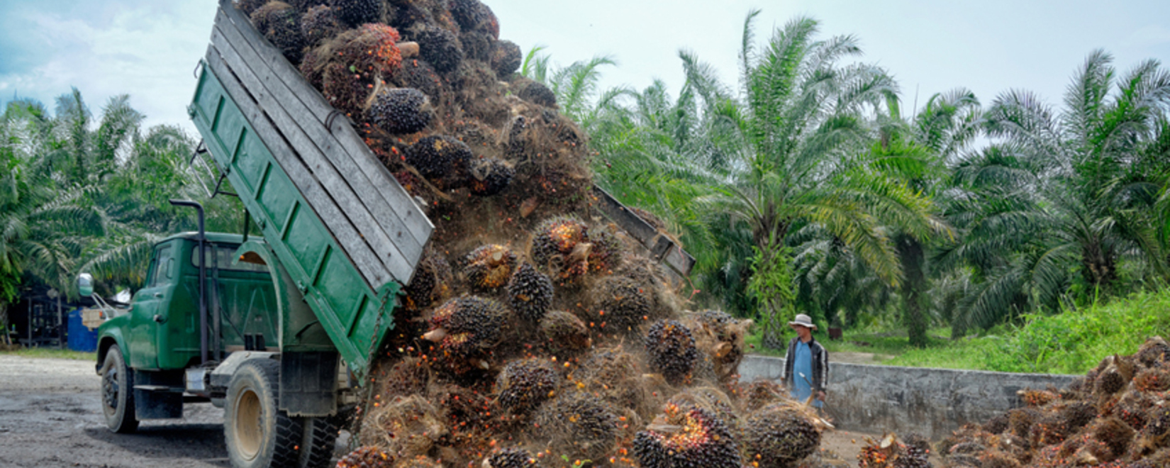 Майский импорт пальмового масла Индией упадет до минимума за 27 месяцев