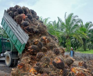 May palm oil imports by India fall to 27-month low