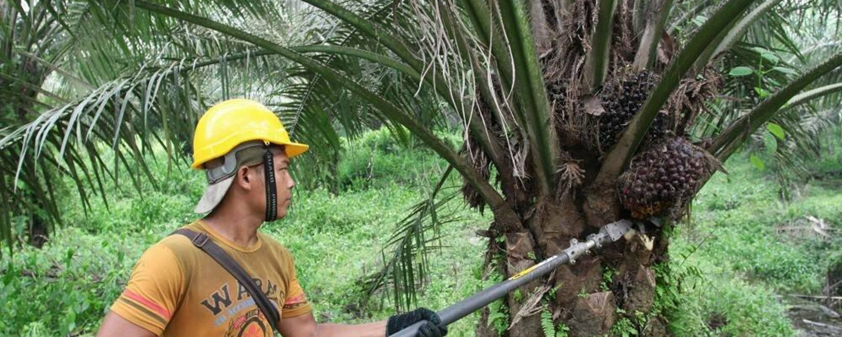 Базовая цена на сырое пальмовое масло в стране с 1 по 15 декабря достигнет удивительной отметки в $795,14 за тонну