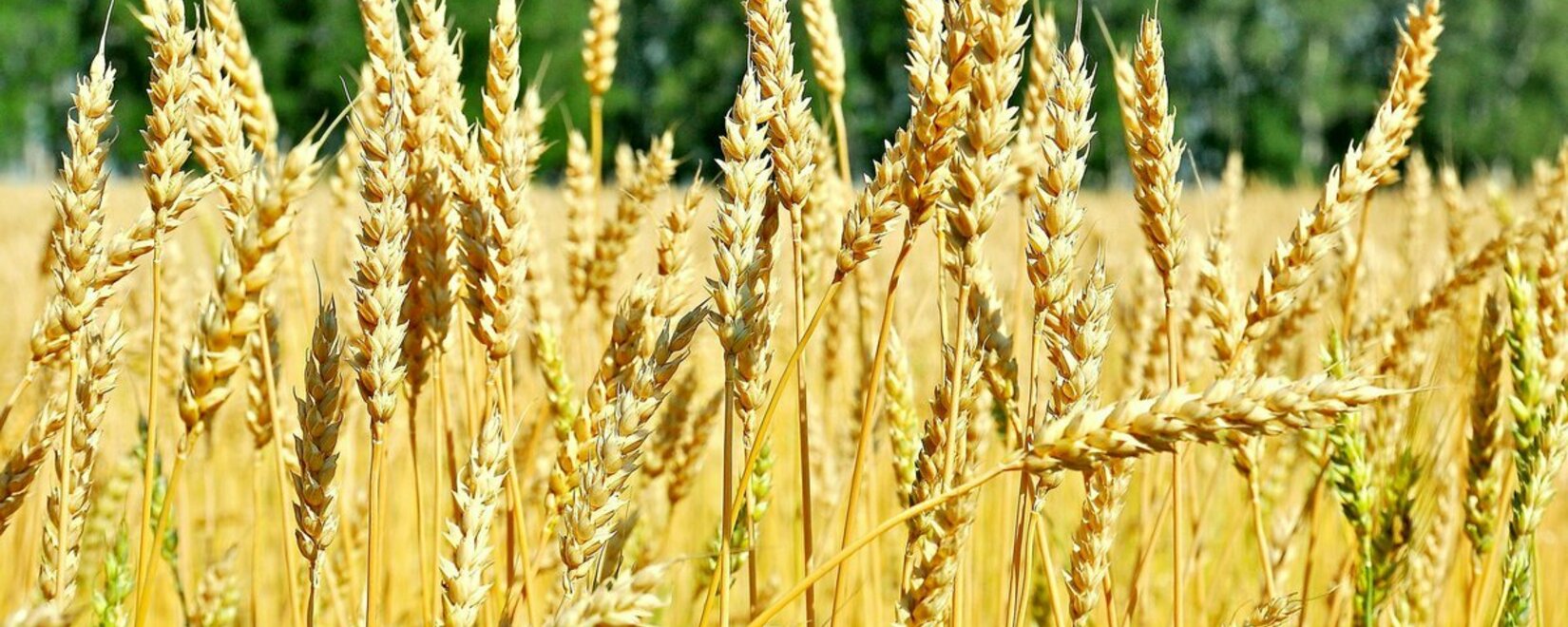 Восстановление импорта украинского зерна в Болгарии