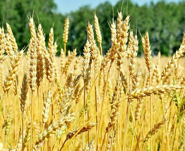 Restoration of Ukrainian grain imports in Bulgaria