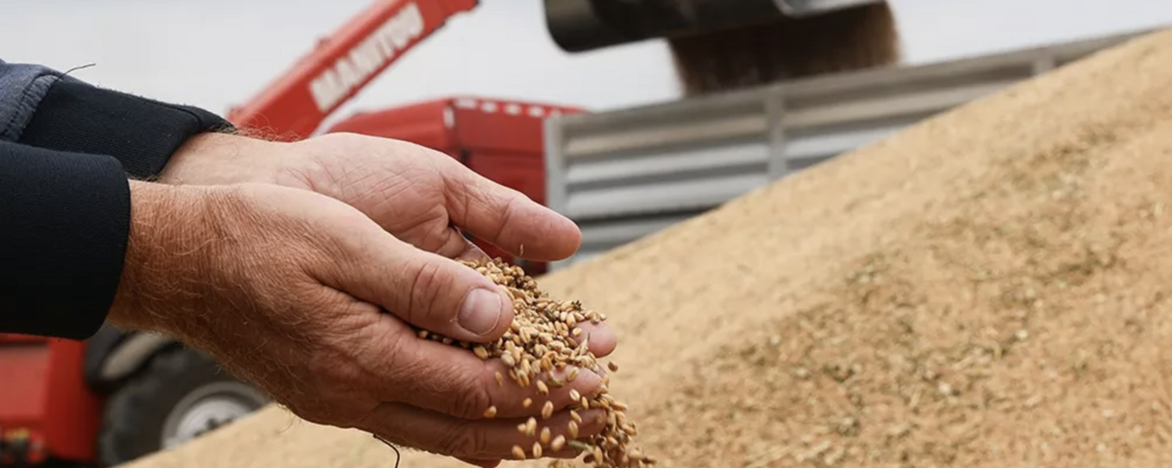 Закупки зерна в госфонд растут. В среду закуплено более 19 тыс. тонн