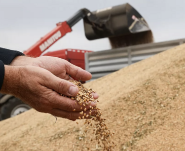 Purchases of grain to the state fund are growing. More than 19 thousand tons were purchased on Wednesday