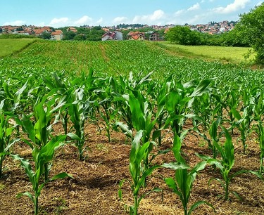 2024年，卡巴尔达-巴尔卡尔共和国玉米种子出口增加25%。