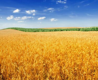 Недельный экспорт пшеницы достиг максимума августа 2021