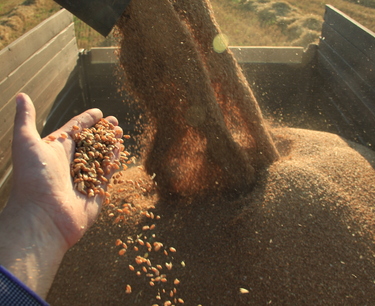 В России к 15 сентября собрали почти 120 млн т зерна