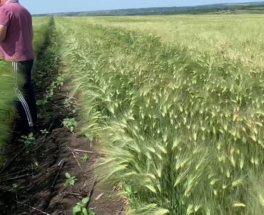Wheat and barley harvesting completed in Ukraine