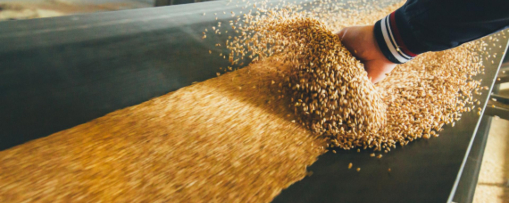Казахстан обеспечен семенами зерновых к посевной-2024 на 90%