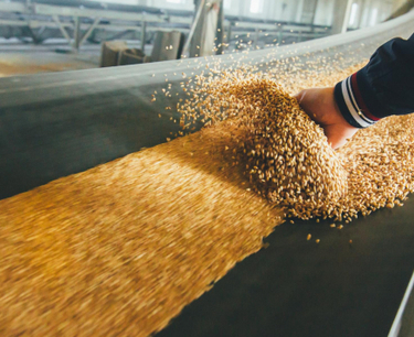哈薩克2024年種植季穀物種子供應率達90%