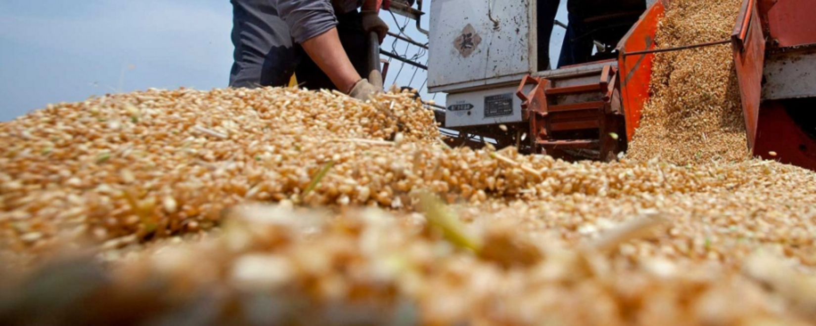 Казахстан возобновляет регулярный экспорт пшеницы в Китай зерновозами