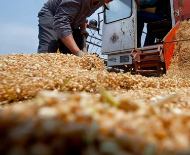 哈薩克斯坦恢復糧食運輸船向中國定期出口小麥