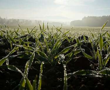 Sowing of winter crops in Russia has already been completed by 80% of the announced plan