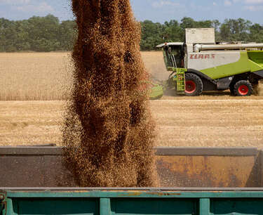 В марте Россия отправила на экспорт 5,2 млн тонн пшеницы