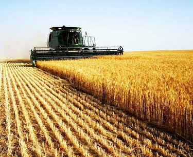俄羅斯小麥銷量跌至數月低點