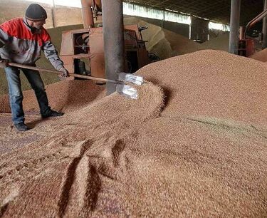 蕎麥產量打破紀錄，而稻米產量下降