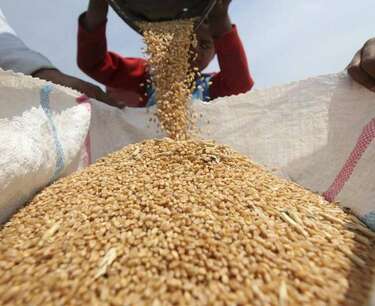 Египет стал ключевым импортером российской пшеницы