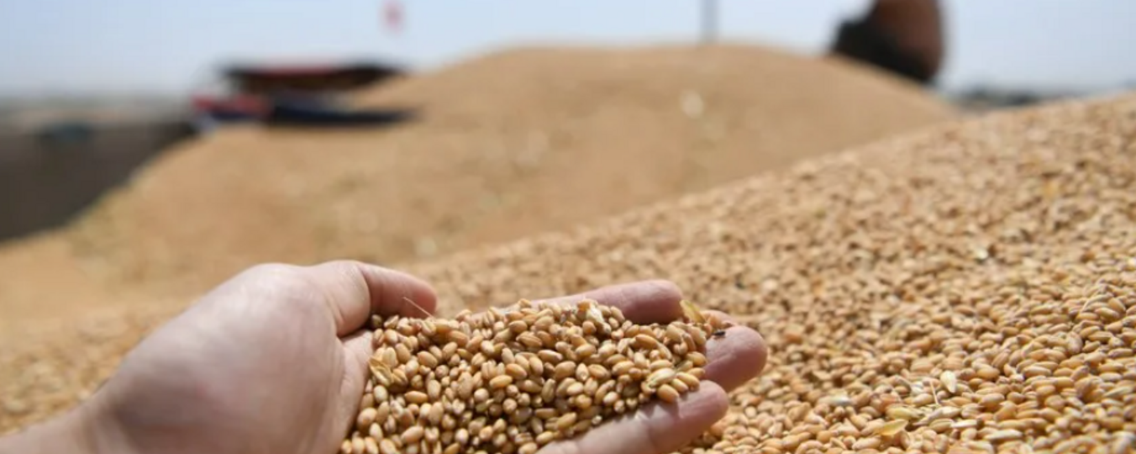 Россия увеличит экспорт зерна на 9% в сезоне 2023/2024, Главным импортером российской пшеницы остается Турция