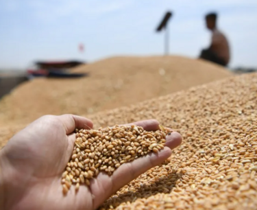 俄罗斯将在2023/2024季度将谷物出口增加9％，主要进口俄罗斯小麦的国家仍然是土耳其。