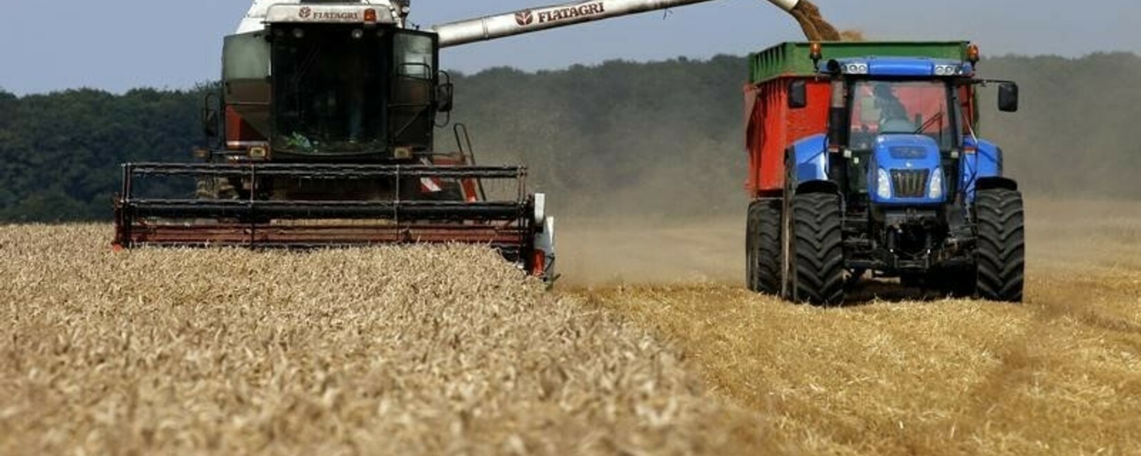 SovEcon raised the forecast for wheat harvest in Russia in 2023 by 1.5 million tons, up to 86.8 million tons