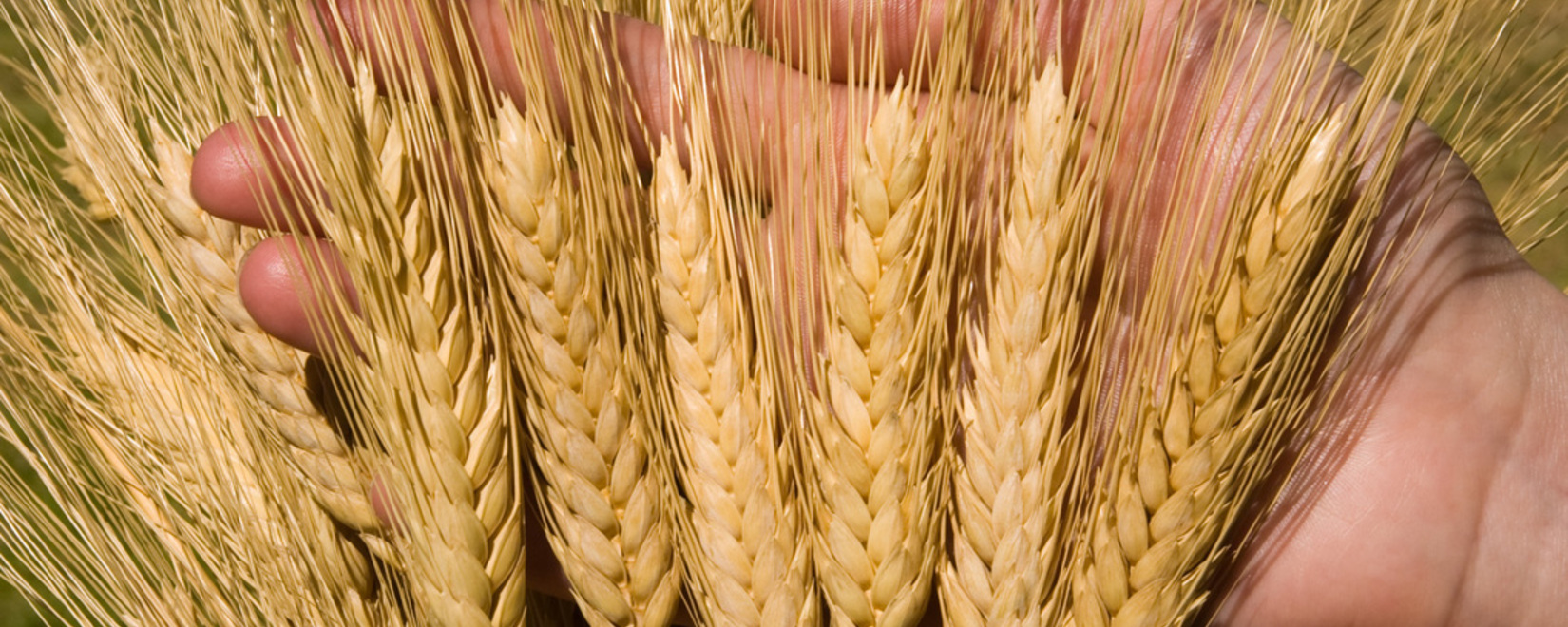 Индия ужесточает ограничения по запасам пшеницы