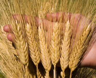 Индия ужесточает ограничения по запасам пшеницы