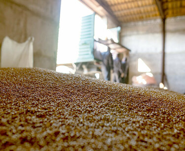 Cancellation of the wheat import tender and a new tender chance for importers
