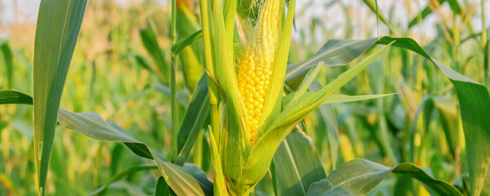斯塔夫罗波尔将改用国产玉米种子