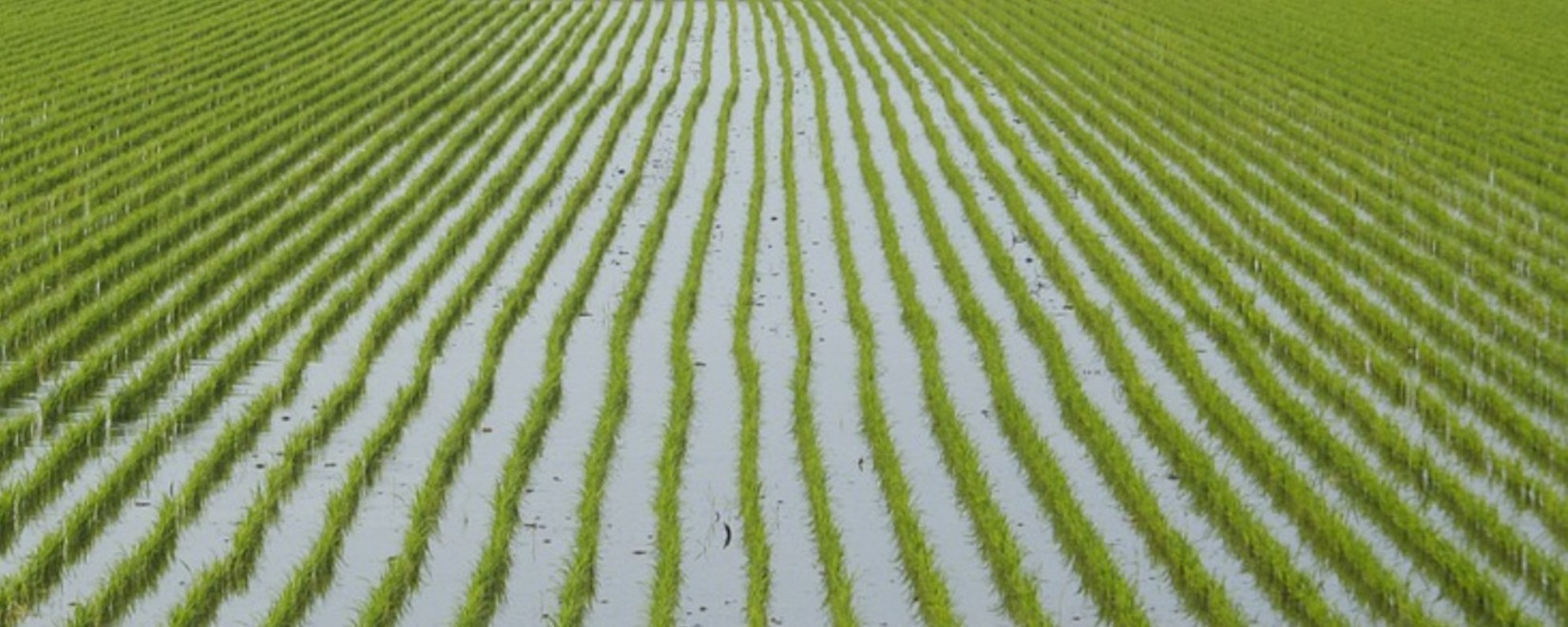 车臣共和国的稻谷产量达到历史最高水平：增长了2.3%，达到8.8万吨。计划扩大种植面积。
