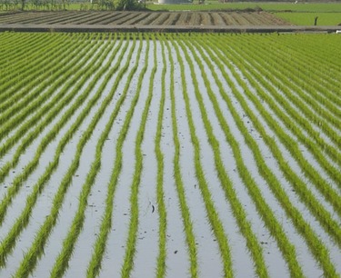 Урожай риса в Чеченской Республике достиг исторического максимума: вырос на 2,3% до 8,8 тыс. тонн. Планы на увеличение посевных площадей.