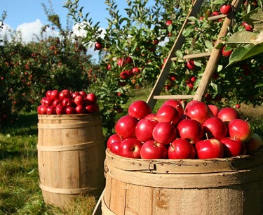 俄罗斯苹果产量预测：
南部地区增长，中部地区下降，而布ря恩斯克州希望恢复。