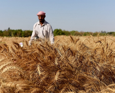 Фермеры в Тунисе выбирают старые сорта пшеницы для борьбы с климатическими изменениями