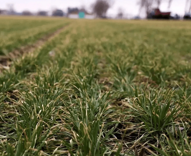 300 thousand hectares were sown with spring crops in the Kuban
