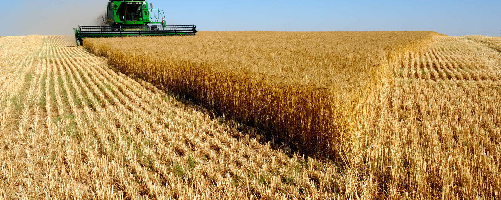 В Новосибирске растет цена на зерно