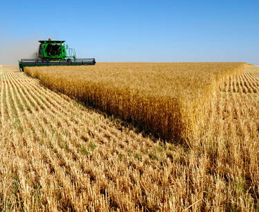 In Novosibirsk, the price of grain is growing
