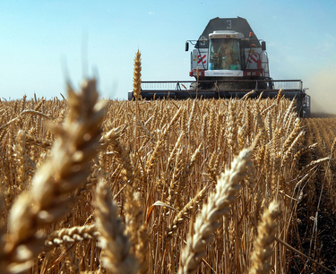 РФ в прошлом сельхозгоду экспортировала 60 млн т зерна, это рекорд - глава Минсельхоза
