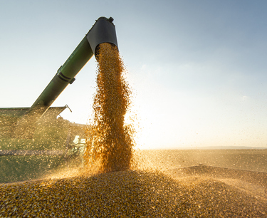 與上一年相比，小麥出口很有可能增加