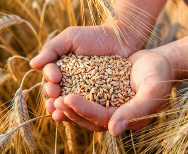 Farmers promised additional state support for the use of Russian seeds