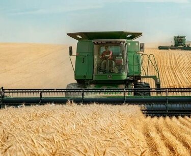 Мировой рынок зерна: фьчерсы на кукурузу, сою и пшеницу упали во вторник