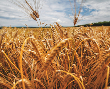 Запасы зерна в сельхозорганизациях на 1 июля составили на чуть более 13 млн тонн — Росстат. Из них 9,3 млрд тонн — пшеница