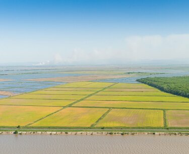 Вложение 15 млрд рублей: проект по рису в Астраханской области создаст 1 тыс. рабочих мест