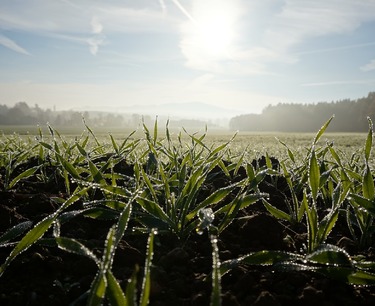 奥伦堡地区冬季作物状况和春季工作准备