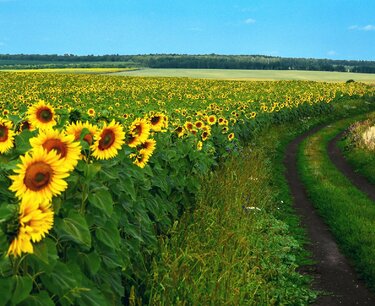 The Ministry of Economic Development proposes to extend duties on the export of sunflower, oil and meal. They will be valid until August 31, 2024