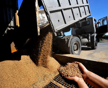 從 6 月 1 日到 6 月 7 日，俄羅斯聯邦出口穀物的出貨量增加了近三分之一