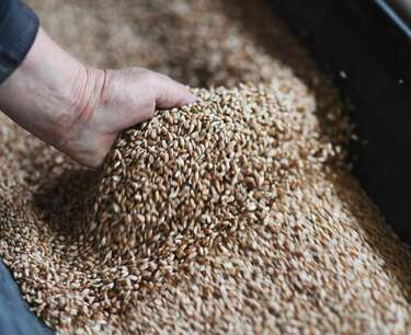 Australia resumes barley exports to China