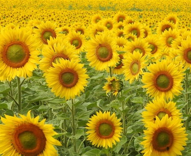 The oilseed harvest this year may reach 27.5 million tons. Large carry-over stocks enable processors to receive record volumes of sunflower