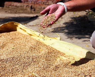 印度可能降低或取消小麦进口税
